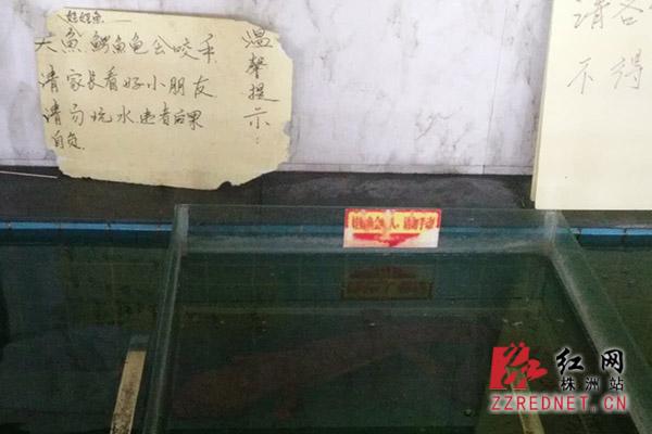 男子饭店观光水池里撩水 被娃娃鱼咬伤 男子饭店观光水池里撩水 被娃娃鱼咬伤