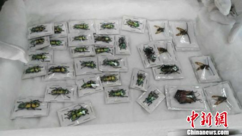 辽宁截获大量菲律宾入境昆虫标本 多为外来物种