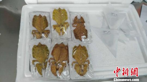 辽宁截获大量菲律宾入境昆虫标本 多为外来物种