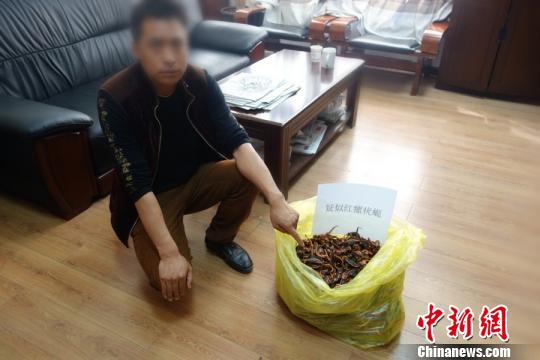 �����ֶ�ɭ����������ƻ����۹�ע�������ұ������ﰸ