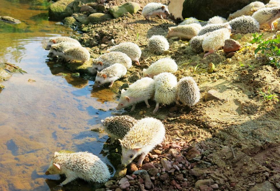 Խ�ϸ�Ů��˽60��ֻҰ����� ���������ز��